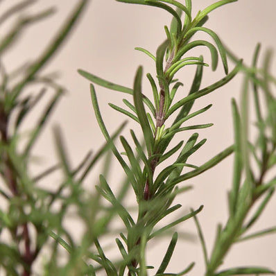 Kaine - Rosemary Relief Gel Cleanser