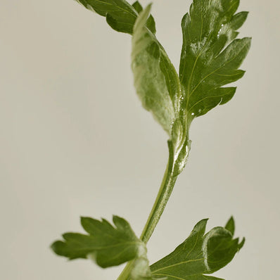 Beauty of Joseon - Matte Sun Stick : Mugwort+Camelia (SPF 50+ PA++++)